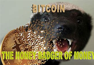 Image result for bitcoin honey badger